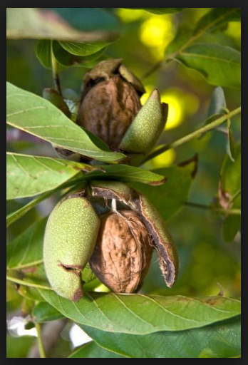 beneficios nueces