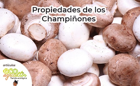 champiñones propiedades