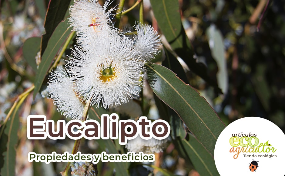 Eucalipto