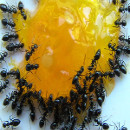 remediosantihormigas