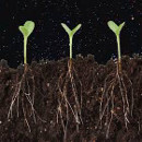 enraizante ecologico hormonas huerto