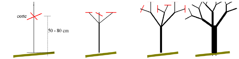podar arbol