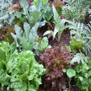huerto ecologico proteger plantas
