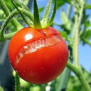 porque se rajan los tomates causas soluciones