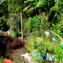 plantas perennes