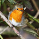 pajaros huerta
