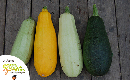 propiedades calabacin