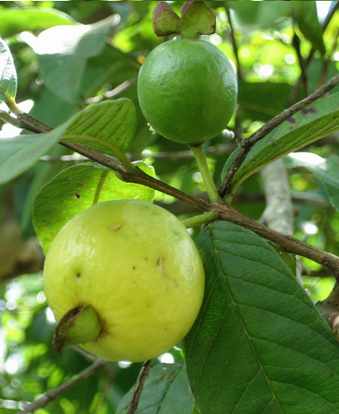 propiedades nutricionales guayaba
