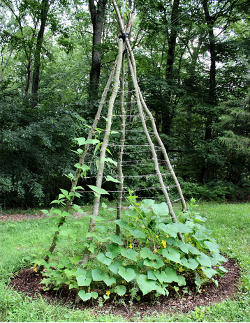 tutorado tienda india