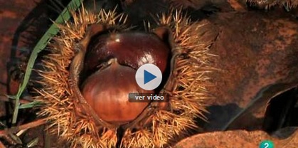 video castaño, el bosque de madera