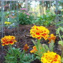 floracion plantas