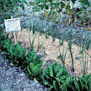 huerto escolar ecologico