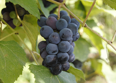 beneficios uvas