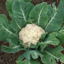cultivo coliflor