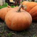 hortalizas otoño