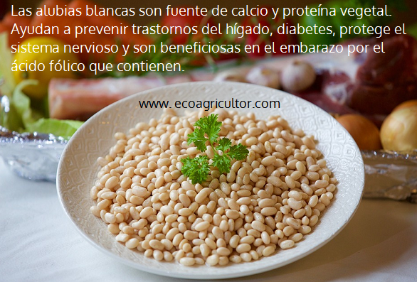 propiedades alubias blancas