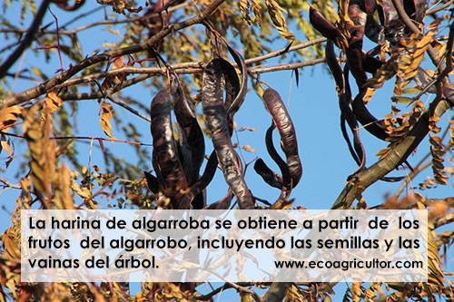 propiedades algarrobo