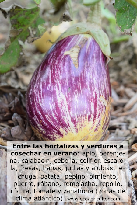 plantas verano