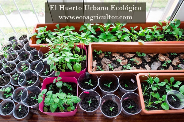 huerto urbano ecologico