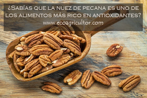 pecanas propiedades