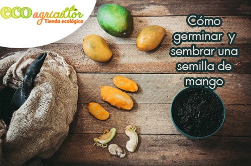 germinar semilla de mango