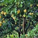 podar arboles min