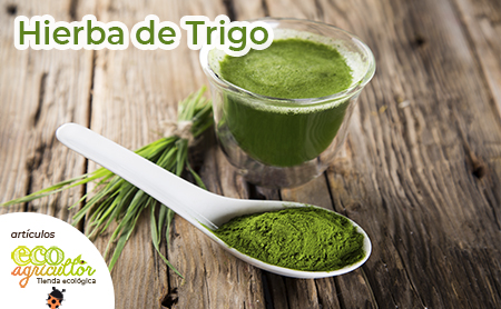 hierba trigo beneficios