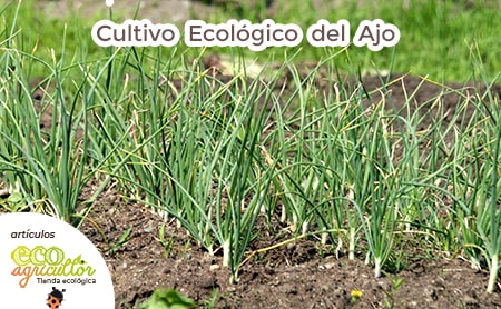 cultivo ajo