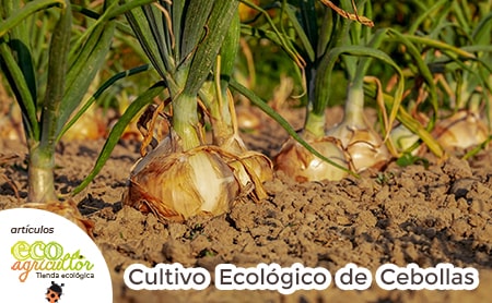 cultivo cebollas