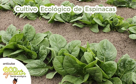cultivo espinacas