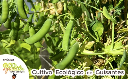 cultivo guisantes