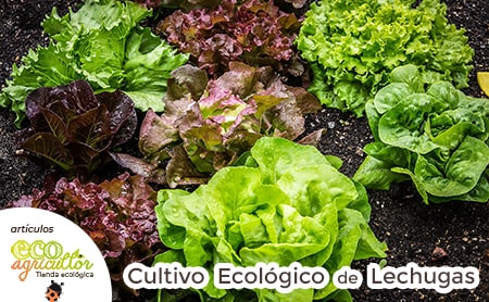 cultivo lechugas