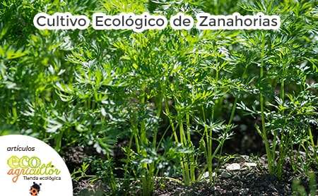 cultivo zanahorias